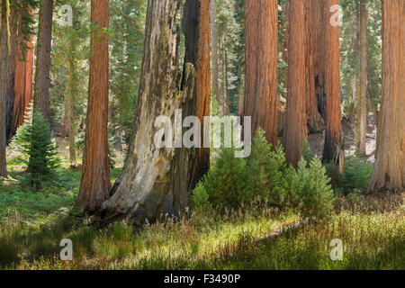 Sequoia gigante alberi di Sequoia National Park, California, Stati Uniti d'America Foto Stock