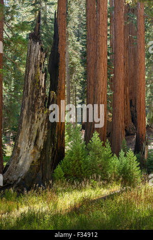 Sequoia gigante alberi di Sequoia National Park, California, Stati Uniti d'America Foto Stock