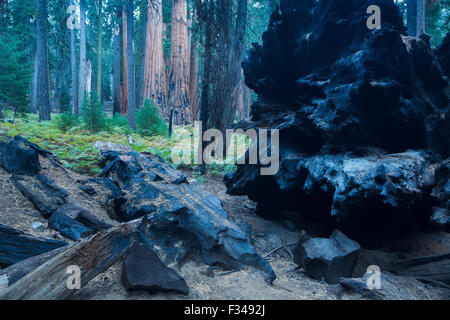 Caduta di una sequoia gigante, albero di Sequoia National Park, California, Stati Uniti d'America Foto Stock