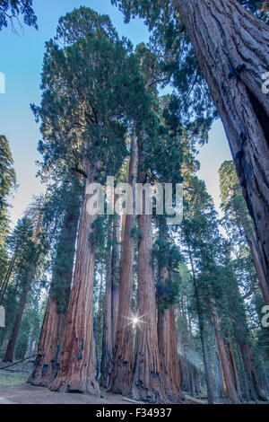 Il gruppo del Senato di giganteschi alberi di sequoia sul Congresso Trail nel Parco Nazionale di Sequoia, CALIFORNIA, STATI UNITI D'AMERICA Foto Stock