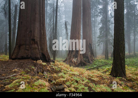 La nebbia tra i giganteschi alberi di sequoia su Orso Hill Trail, Sequoia National Park, California, Stati Uniti d'America Foto Stock