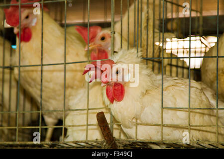 Bianco fattoria di polli in sezioni di cella Foto Stock