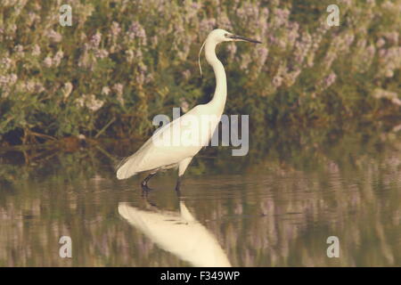 Airone bianco ( Ardea alba ) la caccia in acqua poco profonda Foto Stock