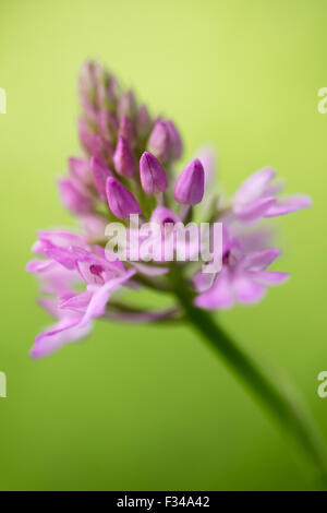 Un Anacamptis pyramidalis, L orchide, nei boschi a stoppino Milborne, Somerset, Inghilterra, Regno Unito Foto Stock