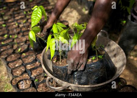 Piccoli alberi di cacao in un vivaio di cacao in Ghana. Foto Stock