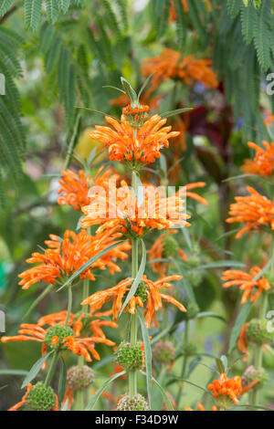 Leonotis leonurus. La scala pianta / orecchio Lions Foto Stock