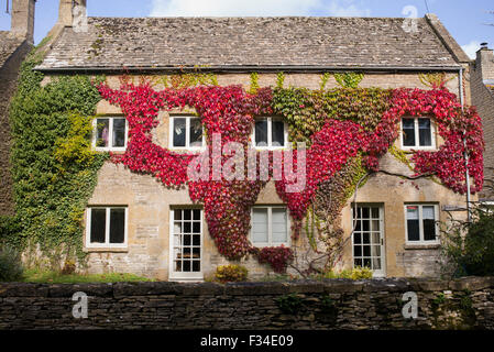 Parthenocissus tricuspidata. Boston Ivy / superriduttore giapponese che copre una casa in Naunton. Cotswolds, Gloucestershire, Regno Unito Foto Stock