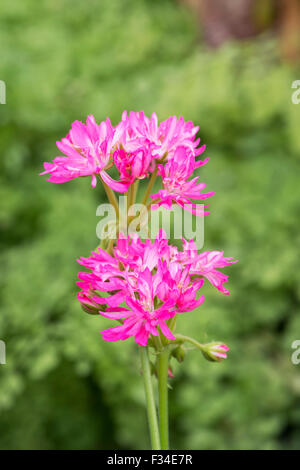 Pelargonium Stellar 'St Lawrence'. Fiori di geranio Foto Stock