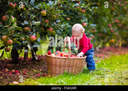 Adorable baby boy picking fresche mele mature nel frutteto. I bambini raccogliere la frutta da melo. Foto Stock