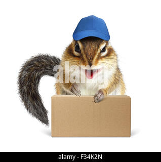 Funny squirrel courier con scatola e cappello da baseball, su bianco Foto Stock