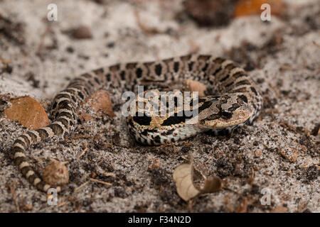 Orientale neonatale hognose snake - Heterodon platyrhinos Foto Stock