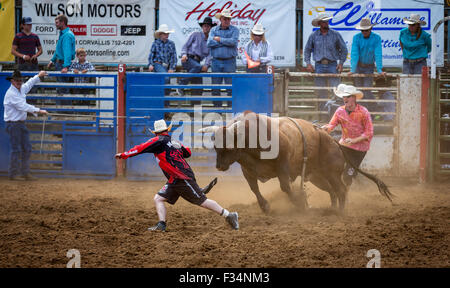 Bull concorso di equitazione, Philomath Frolic & Rodeo, Oregon, Stati Uniti d'America Foto Stock