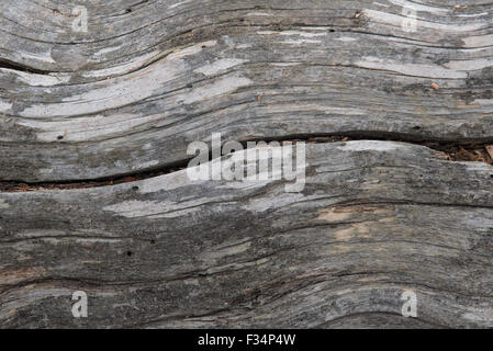 Dettaglio di un lodgepole pine (Pinus contorta) tree log, che mostra le linee ondulate in legno. Rende una buona immagine di sfondo. Foto Stock