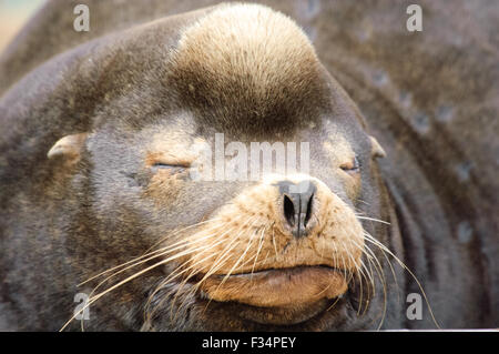 Il leone marino della California (Zalophus californianus) close-up di testa, Fanny Bay , British Columbia, Canada Foto Stock