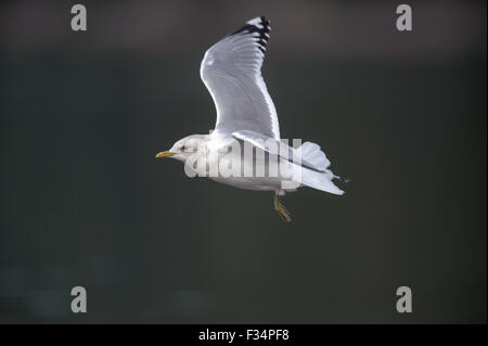 Gabbiano a basso costo (Larus brachyrhynchus), (precedentemente Mew Gull), in volo, Brickyards Beach, Isola Gabriola , British Columbia, Canada Foto Stock