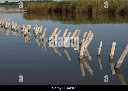 Righe di post in legno sporgono dall'acqua vicino la zona umida a riva di un lago poco profondo. Foto Stock