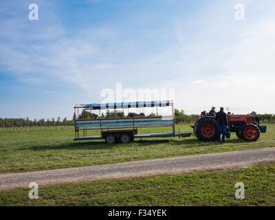 Due agricoltori discutono accanto a un carro del trattore in un meleto. Foto Stock