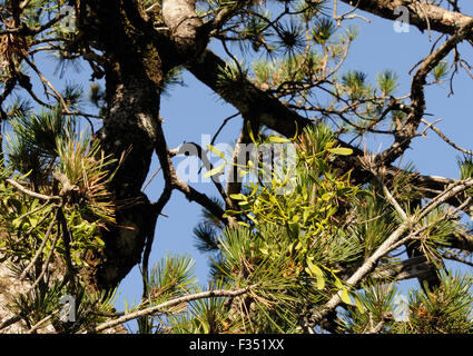 Una femmina di vischio europeo (Viscum album) con frutti di bosco che cresce su un albero di pino. Theth, Thethi, Albania. Foto Stock