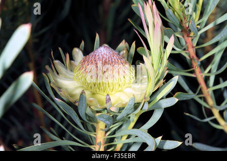 Chiusura del Thistle protea/Sugarbush Fiore Protea scolymocephala- Famiglia Proteaceae Foto Stock