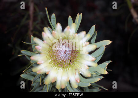 Chiusura del Thistle protea/Sugarbush Fiore Protea scolymocephala- Famiglia Proteaceae Foto Stock