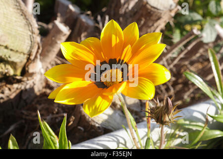 Gazania fioritura, Day Break Foto Stock