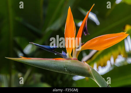 Gli uccelli del paradiso sono tra i più fiori colorati nel mondo. Il suo nome deriva dalla sua forma spettacolare che assomiglia a un Foto Stock