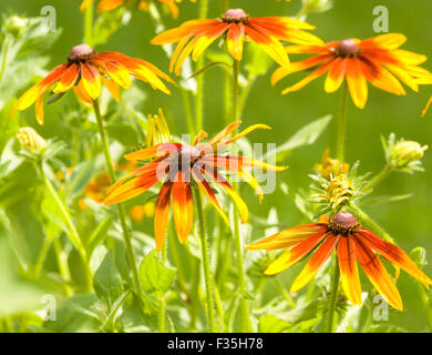 Alcuni fiori rudbeckia di doppio giallo e rosso di colore naturale su sfondo verde in giardino. Foto Stock