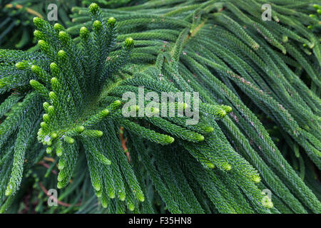 Norfolk pino o Araucaria heterophylla è un membro della famiglia Araucariaceae originariamente coltivata su Norfolk Island nel Pacifico Foto Stock