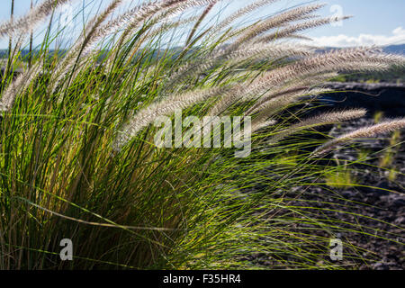Ammophila è un genere costituito da specie simili di erba selvatica. Marram erba, erba piegata e Beachgrass sono nomi comuni Foto Stock
