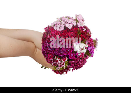 Bouquet di garofani Bagno turco in mani femminili isolati su sfondo bianco Foto Stock