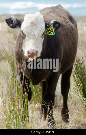 Mucca in piedi in erba lunga, Glenburn, Wairarapa, Isola del nord, Nuova Zelanda Foto Stock