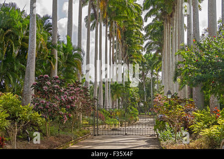 Palme alle porte Barbados Indie occidentali Foto Stock