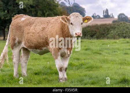 Giovani del Simmental Cow Berkshire REGNO UNITO Foto Stock