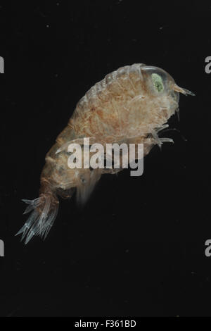 Big eyed Amphipod Hyperia galba, captive , preso dalla medusa , DORSET REGNO UNITO Foto Stock