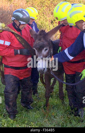 Sway, Hampshire, Regno Unito. 30 Settembre, 2015. GV di un asino di essere salvato da speciali di polizia Ufficio di soccorso da Hampshire fuoco e di salvataggio dopo che è rimasto bloccato in un campo fangoso e doveva essere liberato quando è cominciato nel naufragio di una torbiera. Cookie del proprietario chiamato i vigili del fuoco dopo aver fallito a strapparlo dal fango in un campo vicino a Sway, Hampshire. Gli equipaggi, inclusi diversi animali specialisti di salvataggio, ha avuto un'ora di tirare il 25-anno-vecchio asino fuori utilizzando cinghie e portatile piattaforme di salvataggio. Credito: uknip/Alamy Live News Foto Stock