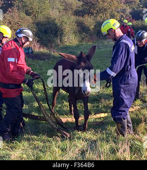 Sway, Hampshire, Regno Unito. 30 Settembre, 2015. GV di un asino di essere salvato da speciali di polizia Ufficio di soccorso da Hampshire fuoco e di salvataggio dopo che è rimasto bloccato in un campo fangoso e doveva essere liberato quando è cominciato nel naufragio di una torbiera. Cookie del proprietario chiamato i vigili del fuoco dopo aver fallito a strapparlo dal fango in un campo vicino a Sway, Hampshire. Gli equipaggi, inclusi diversi animali specialisti di salvataggio, ha avuto un'ora di tirare il 25-anno-vecchio asino fuori utilizzando cinghie e portatile piattaforme di salvataggio. Credito: uknip/Alamy Live News Foto Stock