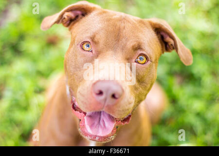 Carino Red Nose pitbull seduto fuori cercando in attesa per un corso di formazione cue Foto Stock