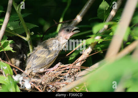 Comune (rosefinch Carpodacus erythrinus) pulcino nel nido. Regione di Mosca, Russia Foto Stock