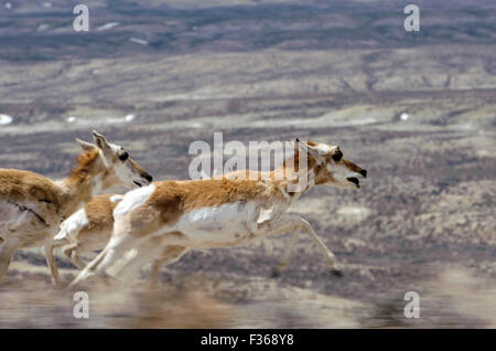 Pronghorn Antelope (Antilocapra americana), sabbia Lavabo, Colorado, STATI UNITI D'AMERICA Foto Stock