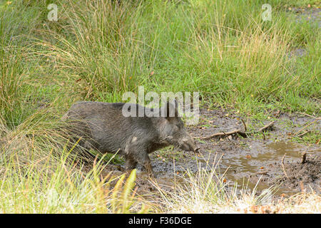 Il Cinghiale nella Foresta di Dean, REGNO UNITO Foto Stock