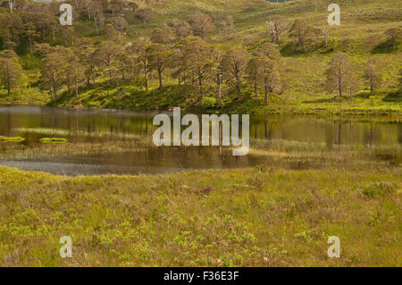 La riflessione di pino silvestre alberi in Loch Clair Foto Stock