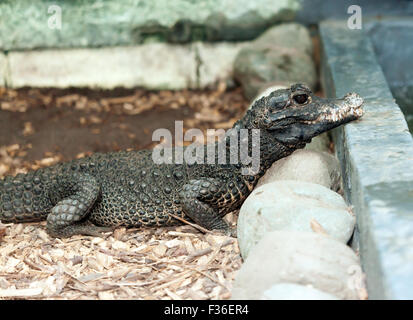 Vista ravvicinata di un Occidente nana africana coccodrillo.at Wingham Wildlife Park Foto Stock