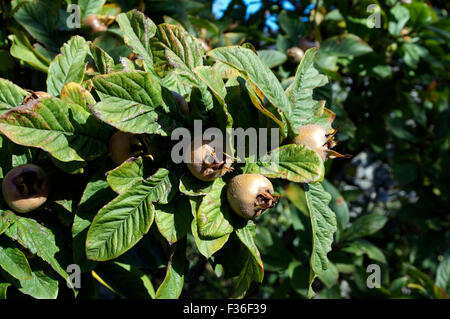 Nespola Mespilus germanica, Physic Garden, Cowbridge, Vale of Glamorgan, South Wales, Regno Unito. Foto Stock