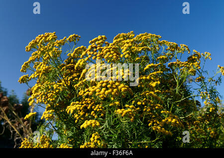 Tansy, tanacetum vulgare, Physic Garden, Cowbridge, Vale of Glamorgan, South Wales, Regno Unito. Foto Stock