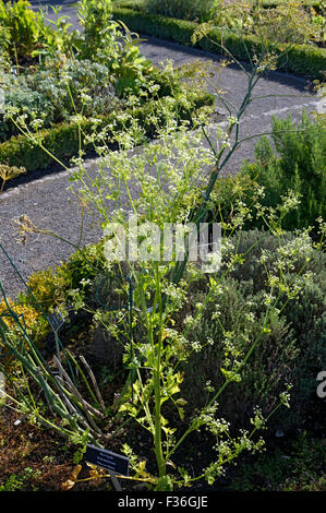 Sedano selvatico Apium graveolens, Physic Garden, Cowbridge, Vale of Glamorgan, South Wales, Regno Unito. Foto Stock