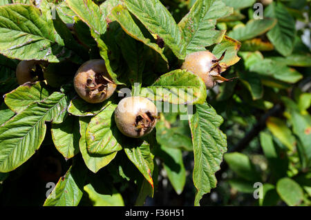 Nespola Mespilus germanica, Physic Garden, Cowbridge, Vale of Glamorgan, South Wales, Regno Unito. Foto Stock