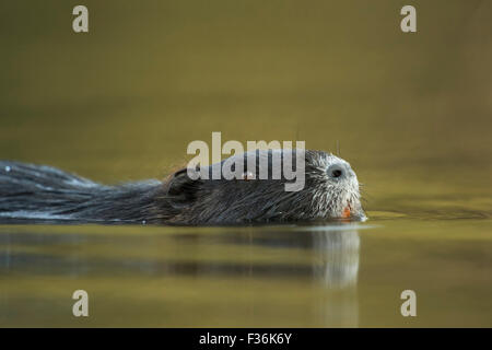 Ritratto di testa di un Coypu / River Rat / Nutria ( Myocastor coypus ) che nuota vicino attraverso la bella acqua colorata. Foto Stock