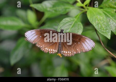 Il corvo comune Brown Aprire farfalla alato Foto Stock