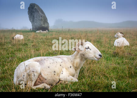 Pecore di Avebury Foto Stock