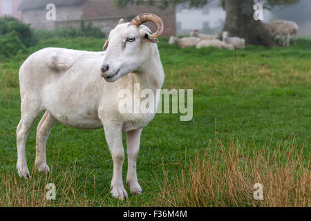 Pecore di Avebury Foto Stock